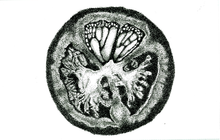 Load image into Gallery viewer, Metamorphosis
